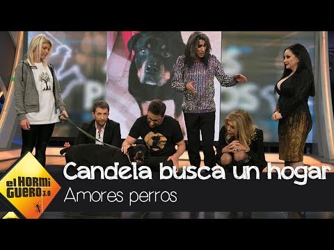Candela, la perrita que estuvo 9 años abandonada, busca un nuevo hogar - El Hormiguero 3.0