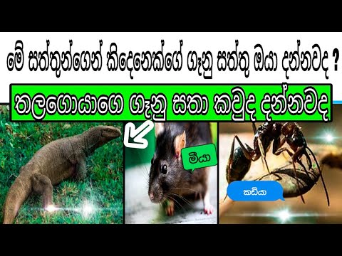 Male and Female Animals Name List | තලගොයාගේ ගැනු සතා කවුද ? #male #female #animals #sinhalavideos