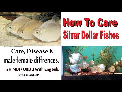 How to : Silver Dollar fish care ,tankmates and care guide in Hindi Urdu with English subtitles