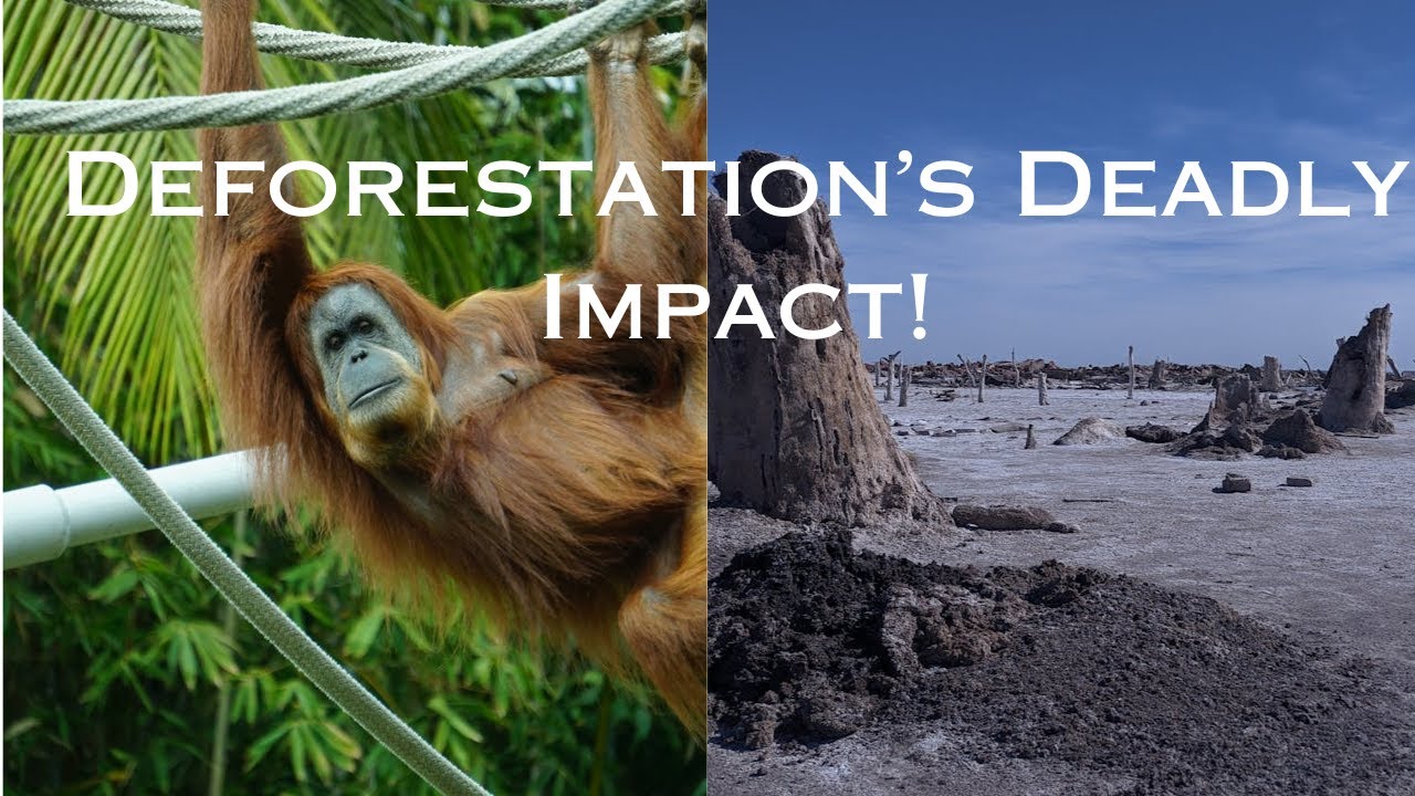 Deforestation & Biodiversity Loss: Why Forests Matter More Than Ever