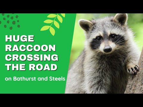Toronto named raccoon capital of the world - Huge Raccoon Crossing the Road - Nov 9, 2021 - #shorts