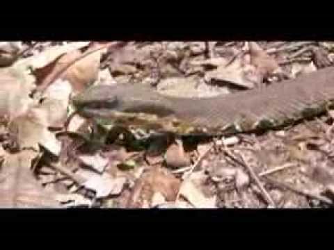 YouTube Video JoNDrMWMpxo