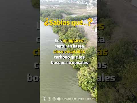Learn about the importance of caring for #mangroves in #Tampico 🌱🐟 #Ecosystems #Environment