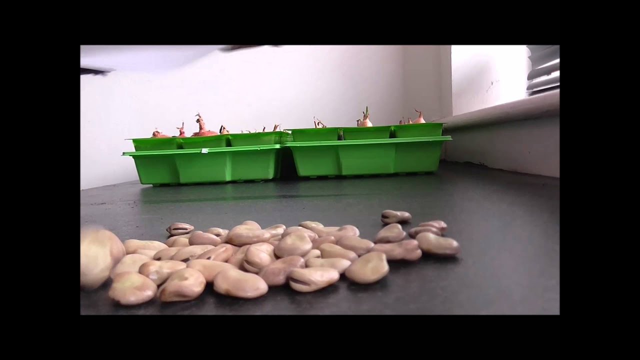 How To Plant Broad Beans - Allotment Grow How