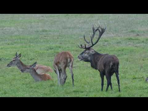 2018 09 18 ug 14Ender Platzhirschnachfolge