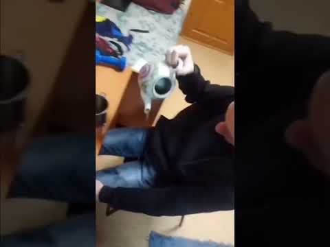 Russian guy throws a teapot against a wall