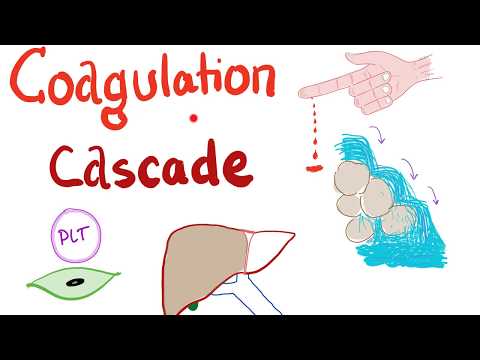 The Coagulation Cascade - Intrinsic & Extrinsic-  Most COMPREHENSIVE Explanation - Hematology