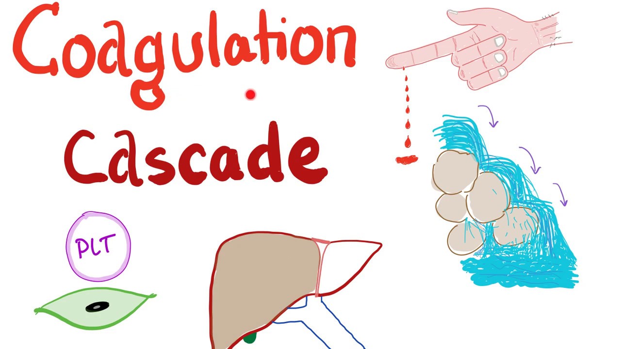 The Coagulation Cascade - Intrinsic & Extrinsic-  Most COMPREHENSIVE Explanation - Hematology