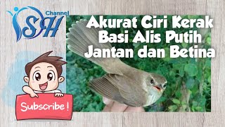 Download lagu DSH - Ciri kerak basi alis putih jantan dan betina mp3