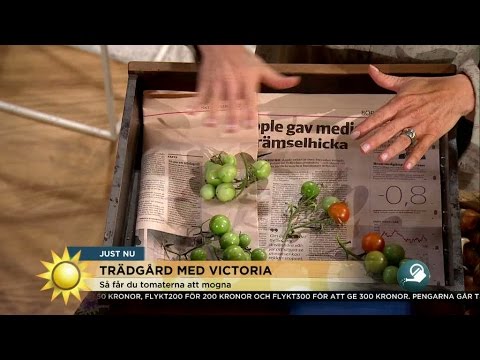 Så lyckas du med tomaterna - Nyhetsmorgon (TV4)