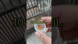 Download lagu pakan harian korlap ku tanpa nextar tetep gacor dor mp3