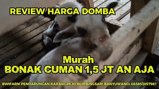 Download lagu REVIEW HARGA DOMBA BABON ANAK MURAH DI BWI FARM BANYUWANGI mp3