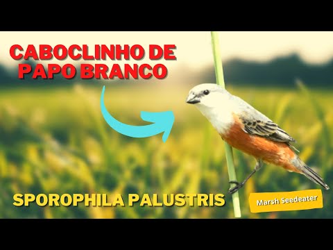 Kňažík bahenný (Sporophila palustris) — spev a hlas v prírode