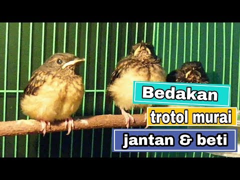 Membedakan Novyj Trend Smotret Onlajn Na Sajte Trendovi Ru