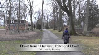 Australian Shepherd Off Leash K9 Training New Jersey