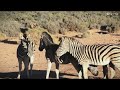 Excellent Zebra Mating First Time Zebra Mating