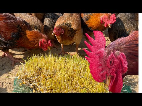 Chicken Farm - How to grow corn sprouts in the sand to make chicken food
