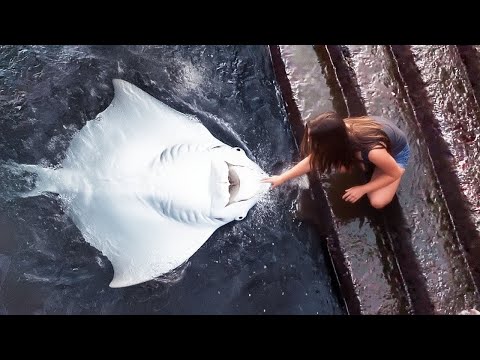 Best Moments Of Animals That Asked People for Help in 2026!