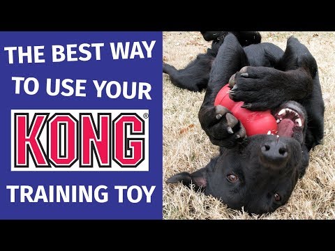 The Best Way to Use a Kong Dog Toy | Animal Behavior College