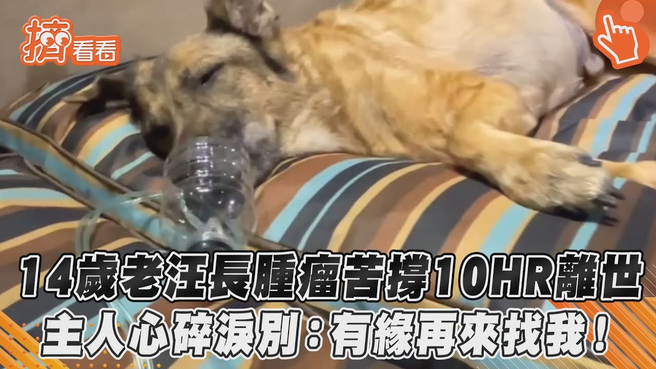 影音／14歲老汪長腫瘤苦撐10HR離世　主人心碎淚別：有緣再來找我！