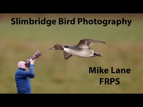 Vogelfotografie in Slimbridge