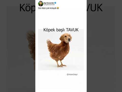 Son ikisi çok kolaydı 😂