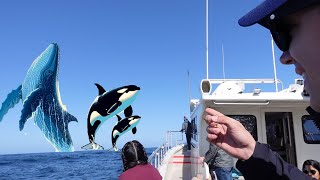 The Best Place for Whale Watching | Seeing Orcas in Monterey Bay!