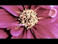 No One Will Ever Love You - Connie Britton ...