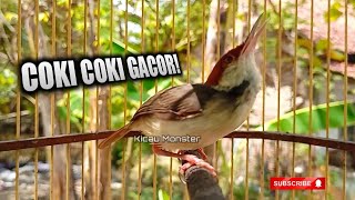 Download lagu Prenjak Coki gacor mp3 Download lagu Prenjak Coki gacor mp3