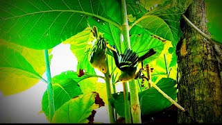 Download lagu Trik pikat burung kecil // trik mikat sirpu ARIF CHANNEL terbukti AMPUH ‼️ mp3