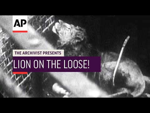 Lion on the Loose! - 1943 | The Archivist Presents | #246