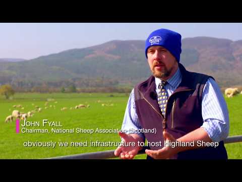 Invitation to Highland Sheep