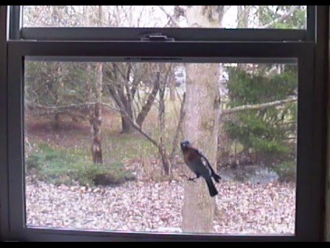 download lagu mp3 mp4 Bluebirds Banging On Windows, download lagu Bluebirds Banging On Windows gratis, unduh video klip Bluebirds Banging On Windows