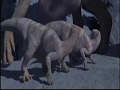 Dinosaur Kron And Aladar Fight For The Herd