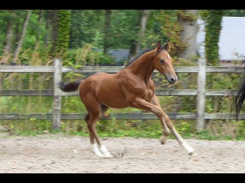 Stallion & GP prospect ❣️ Colt by Colorit X Kannan x Sandro