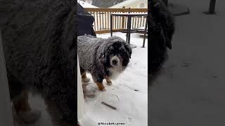 Top 5 Reasons Why You Shouldn&#39;t Get A Bernese Mountain Dog!