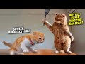 TAHAN TAWA.!😂 8 Menit Video Kucing Lucu Banget Bikin Ngakak yang Akan Merubah Mood~ Kucing Tiktok