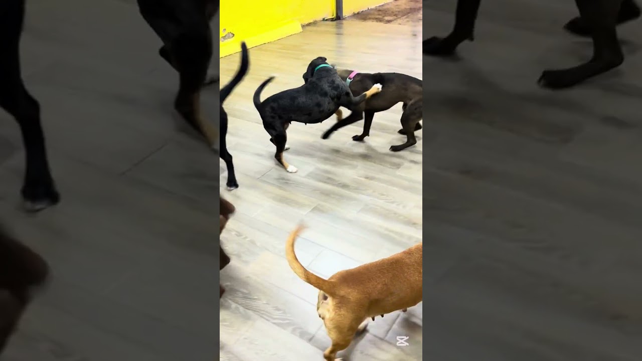 Enlarge MACI, a Adoptable mixed breed in Langley, BC video 5/6