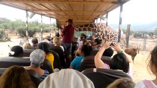 Out of Africa: Serengeti ride