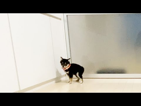 犬が鶏を攻撃するのを止めるにはどうすればよいですか？一緒に暮らすための重要なヒント  庭園