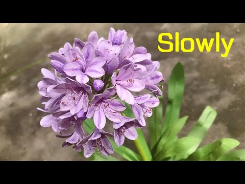ABC TV | How To Make Agapanthus Africanus Paper Flower With Shape Punch (Slowly) - Craft Tutorial