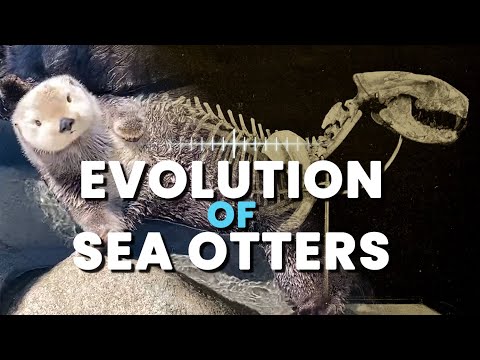 海洋生物學家講述海獺的進化史 (Evolution of Sea Otters with a Marine Biologist)