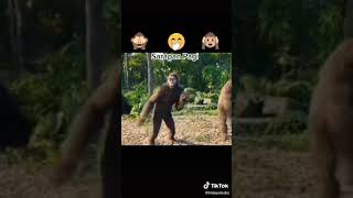 Download lagu vidio tiktok monyet ngakak mp3