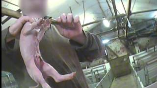 EU's vagthund kritiserer landbrugets dyrevelfærd