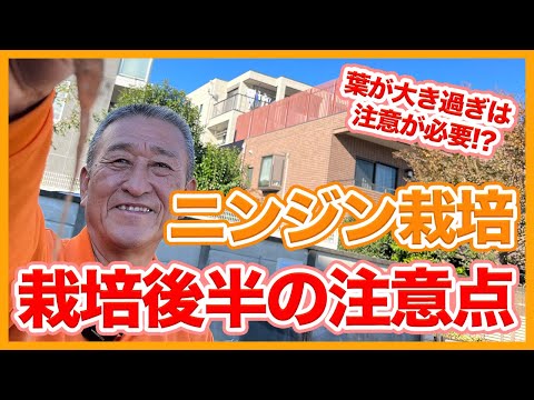 ニンジンに穴が開いたら: ニンジンハエと戦う 庭の練習