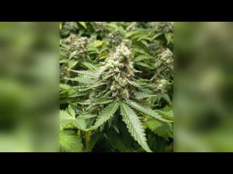 loco fibak Palion Neon Wielka bania