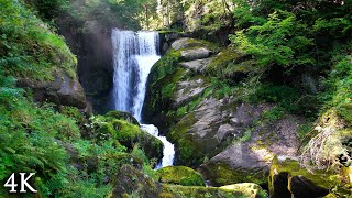 Download lagu Film Alam 4K: 'Flow Of Life' 30 Menit Pemandangan Indah & Musik Relaksasi untuk Meditasi mp3 Download lagu Film Alam 4K: 'Flow Of Life' 30 Menit Pemandangan Indah & Musik Relaksasi untuk Meditasi mp3