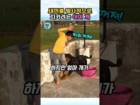 새끼를 지키려고 사납게 굴던 어미 개가 마음을 연 이유 #강아지 #동물 #dog