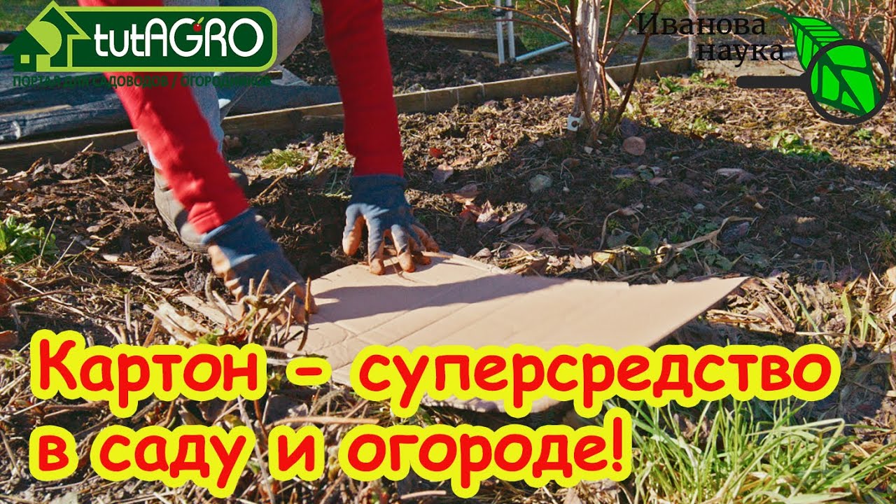 НЕ ВЫБРАСЫВАЙТЕ КАРТОН и ДВП! Картон - оружие против СЛИЗНЕЙ, СОРНЯКОВ и ГНИЛ?