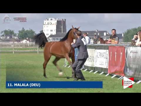 Chantilly 2016 ABCE - CLASS 1B